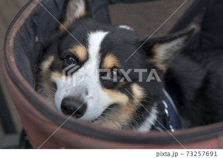 ドッグカートに乗って幸せそうな満面の笑みを浮かべる黒いコーギー犬2の写真素材