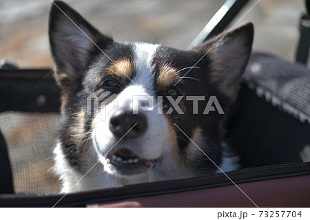 ドッグカートに乗って幸せそうな顔をする黒いコーギー犬 ドッグカートに乗って幸せそうな顔をする黒いコーギー犬 73257704