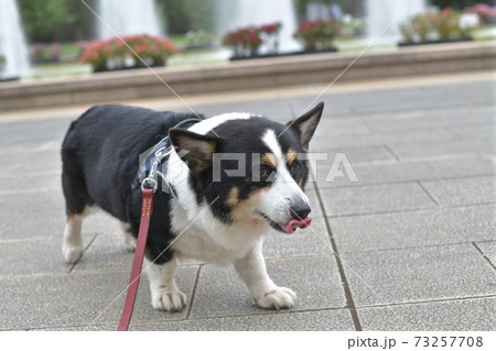 噴水のある公園で散歩する黒いコーギー犬の写真素材