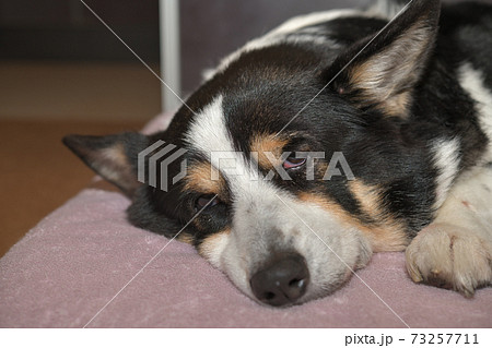 ピンク色のベッドの上で休養する黒いコーギー犬の写真素材