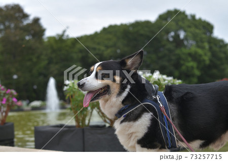 公園の噴水の前で舌を出して笑う黒いコーギー犬の横顔の写真素材