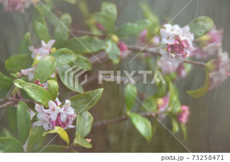 冬の花:ジンチョウゲ1 早春花 冬の花:ジンチョウゲ1 早春花 73258471