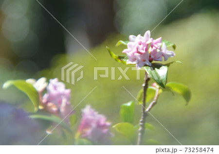 冬の花:ジンチョウゲ4 早春花 冬の花:ジンチョウゲ4 早春花 73258474