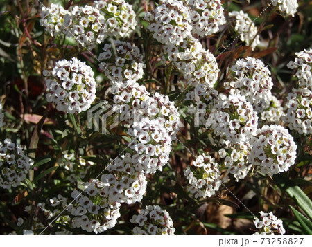 小さい白い花が集まったヒメツルソバの花の写真素材