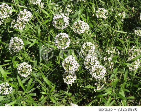 小さい白い花が集まったヒメツルソバの花の写真素材