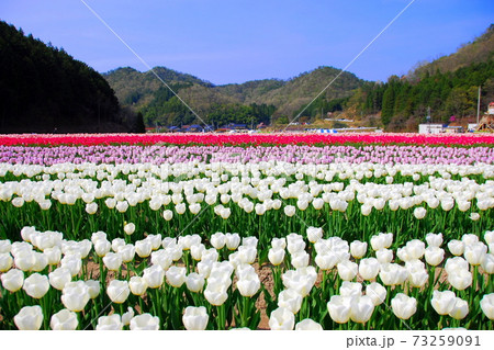 【兵庫県 豊岡市】チューリップ畑 73259091