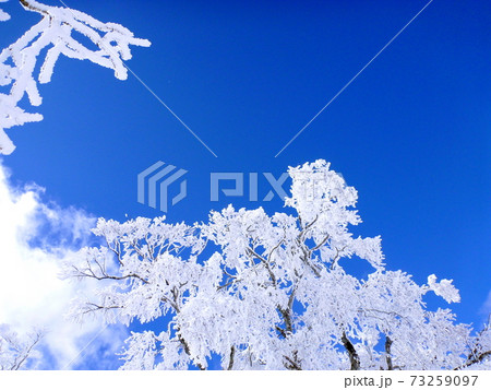 【岐阜県 飛騨市】青空と樹氷 【岐阜県 飛騨市】青空と樹氷 73259097