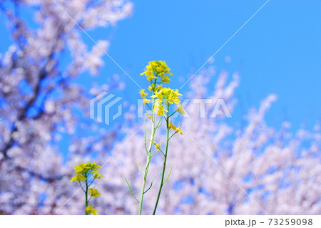【滋賀県 長浜市】菜の花と桜と青空 73259098