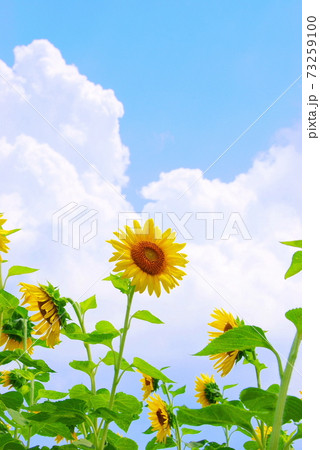 【兵庫県 淡路市】ひまわりと夏空 73259100