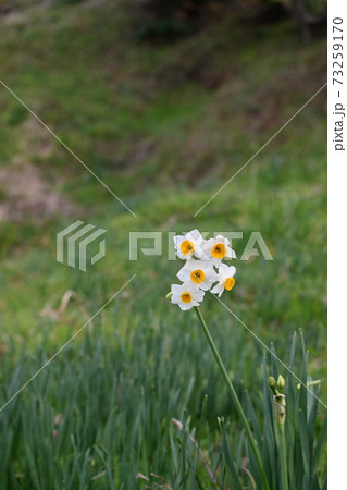 水仙ランドに咲く一輪の水仙水仙 73259170