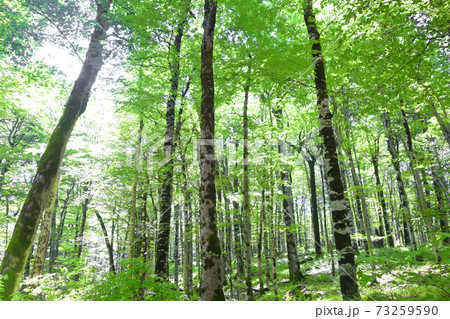 beech forest beech forest 73259590