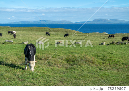 Cows at St Johns Point in County DOnegal - Ireland 73259807