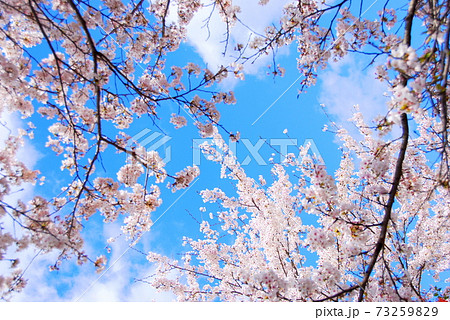 【滋賀県 野洲市】見上げた満開桜 73259829