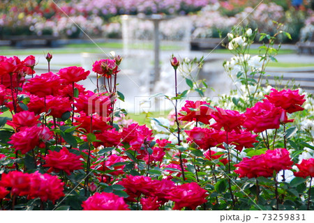 【兵庫県 加東市】播磨中央公園のバラ園 73259831