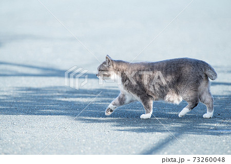 道路を横切る猫の写真素材