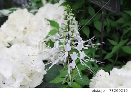 ネコノヒゲ ネコノヒゲ 73260216