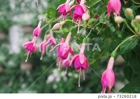 フクシア 73260218