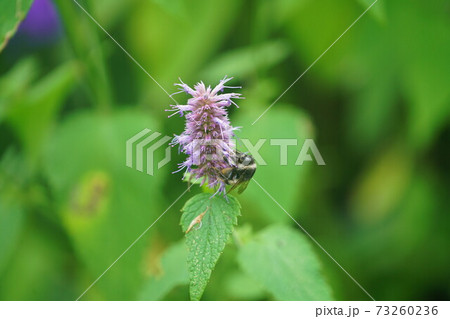 カワミドリの蜜を吸うオオマルハナバチの雌 カワミドリの蜜を吸うオオマルハナバチの雌 73260236