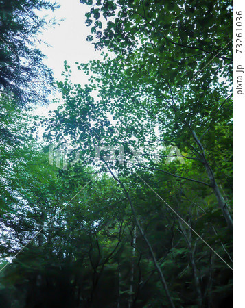 木々 73261036