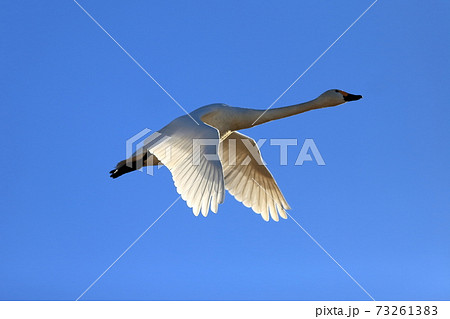 とびたつ白鳥 とびたつ白鳥 73261383