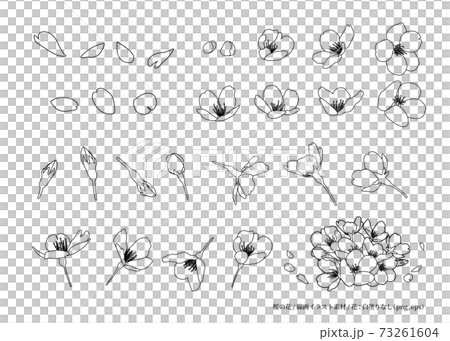 桜の花 線画イラスト素材 デザインパーツ 色々な角度 白黒 線画 白背景 花 白塗りなし のイラスト素材