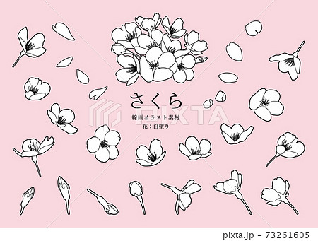 桜の花 線画イラスト素材 デザインパーツ 色々な角度 白黒 線画 花 白塗り のイラスト素材