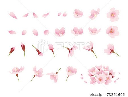 桜の花 イラスト素材 デザインパーツ 色々な角度 カラー 線なし 白背景 のイラスト素材