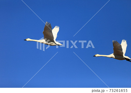 とびたつ白鳥 73261655