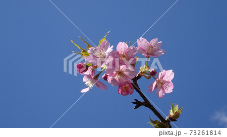 桜・春・3月・咲いた・キレイ・美しい・SAKURA・日本・東洋・アジア・日本の象徴・見たい・お花見 73261814