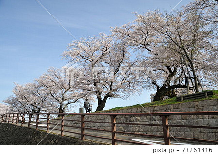 桜並木を歩くカートを持ったビジネスマン　 73261816