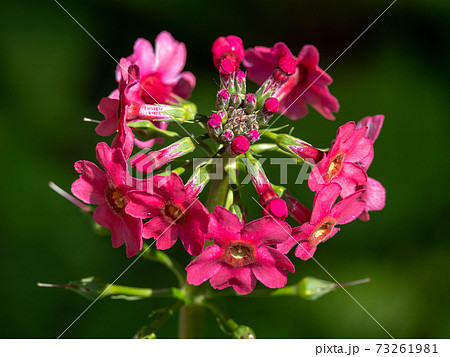 六甲高山植物園/クリンソウ 73261981