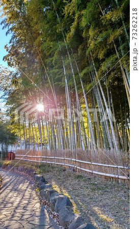 竹林と朝日 竹林と朝日 73262218