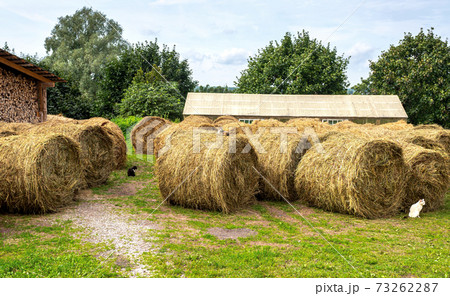 Hay storage with harvested bales of hay for cattle 73262287