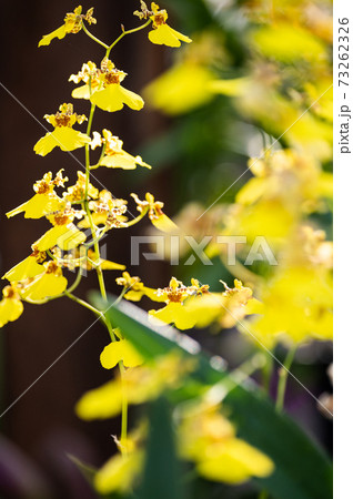 オドントグロッサムの花 踊り子 イメージの写真素材