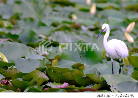 蓮の上のしらさぎ 73262346