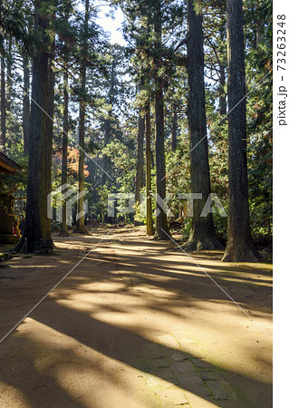 飯高檀林　杉木立ち 73263248