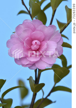 乙女山茶花 (fix撮影) 乙女山茶花 (fix撮影) 73263399