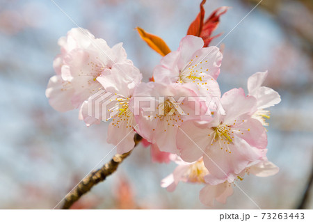 桜の花・ミクルマガエシ 73263443