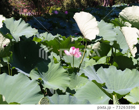 一輪の蓮の花 73263896