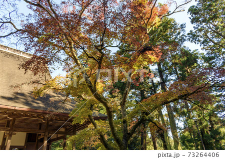 紅葉と檀林講堂跡 73264406