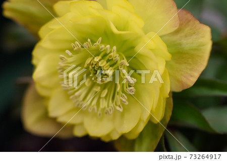 クリスマスローズ 73264917