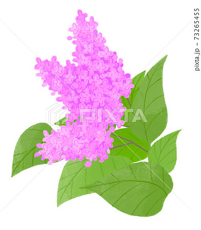 ライラック ライラック 73265455