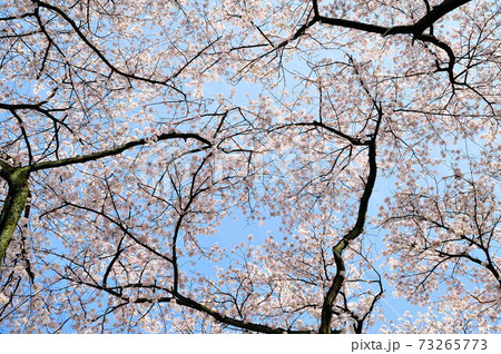 空いっぱいにひろがる桜の花 空いっぱいにひろがる桜の花 73265773