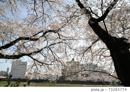 桜並木からの風景 73265774