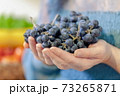 Woman holds bunches of grapes in her hands 73265871