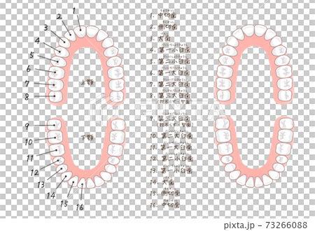 歯の名称のイラスト 73266088