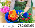 Woman cutting roses in bowl with water 73266365