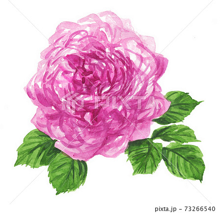 ローズポンパドール21110pix7 73266540