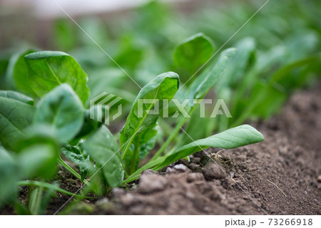 Young fresh organic spinach plants in a greenhouse - selective focus Young fresh organic spinach plants in a greenhouse - selective focus 73266918