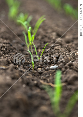 Young fresh organic spinach sprouts  in a greenhouse - selective focus 73266919